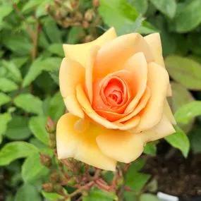 Sweet Honey Floribunda Rose (Rosa Sweet Honey) 3